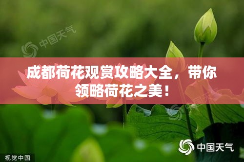 成都荷花觀賞攻略大全,帶你領(lǐng)略荷花之美!