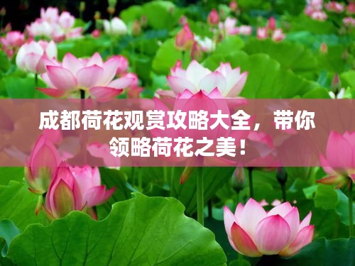 成都荷花觀賞攻略大全,帶你領略荷花之美!