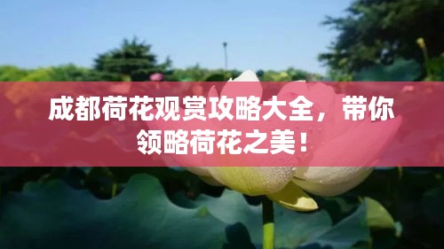 成都荷花觀賞攻略大全,帶你領(lǐng)略荷花之美!
