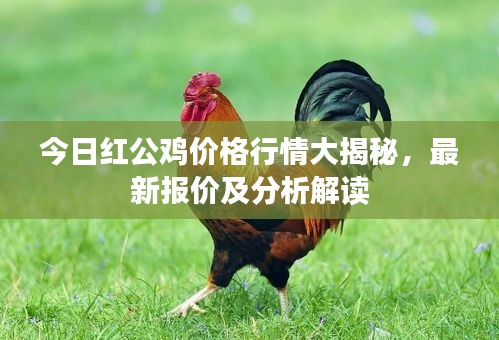 今日紅公雞價格行情大揭秘，最新報價及分析解讀