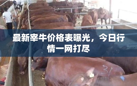 最新宰牛價格表曝光,今日行情一網(wǎng)打盡