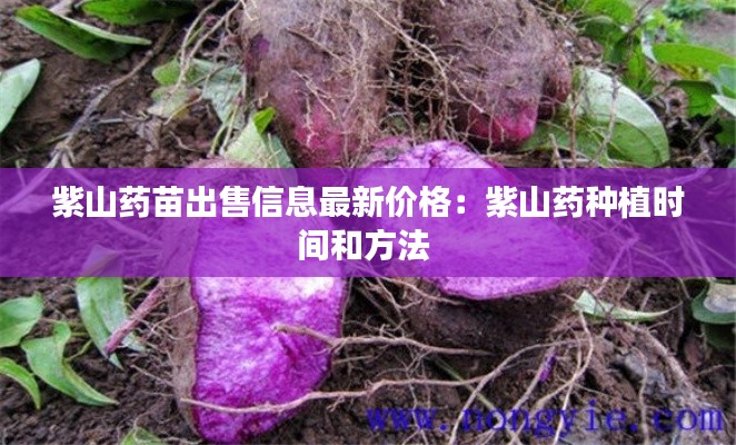 紫山藥苗出售信息最新價格:紫山藥種植時間和方法