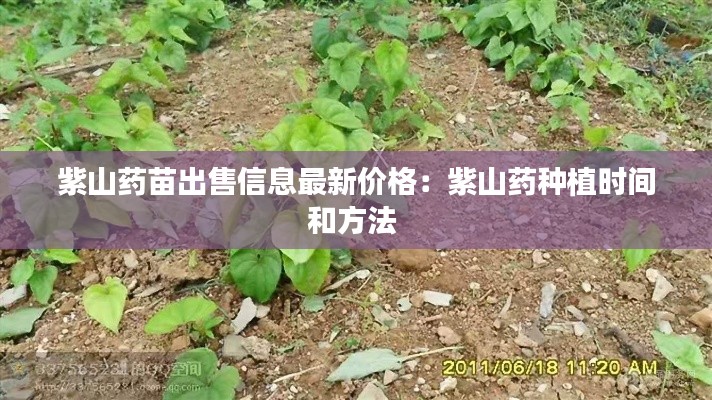 紫山藥苗出售信息最新價格:紫山藥種植時間和方法