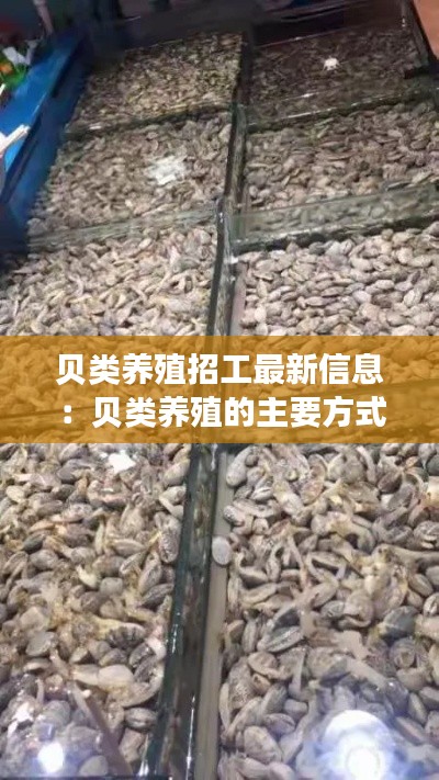 貝類養殖招工最新信息：貝類養殖的主要方式有哪些 