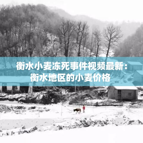 衡水小麥凍死事件視頻最新:衡水地區的小麥價格