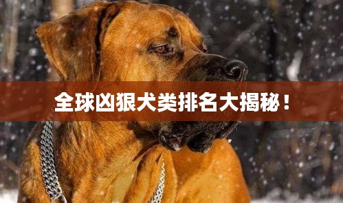 全球兇狠犬類排名大揭秘!