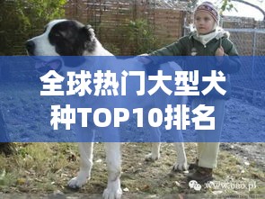 全球熱門大型犬種TOP10排名,你最想養哪一種?