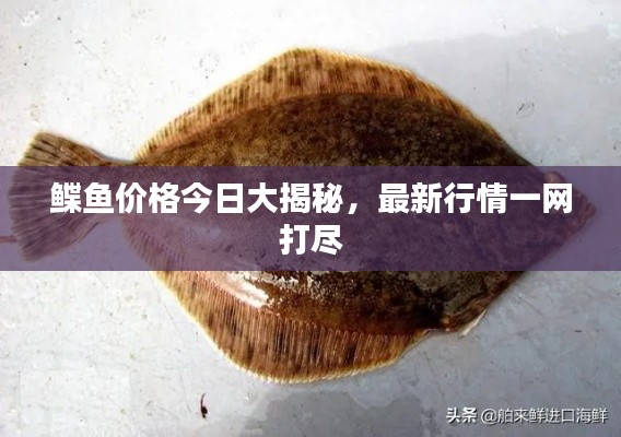鰈魚價格今日大揭秘，最新行情一網打盡