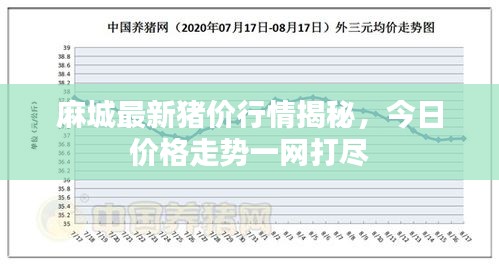 麻城最新豬價(jià)行情揭秘，今日價(jià)格走勢一網(wǎng)打盡