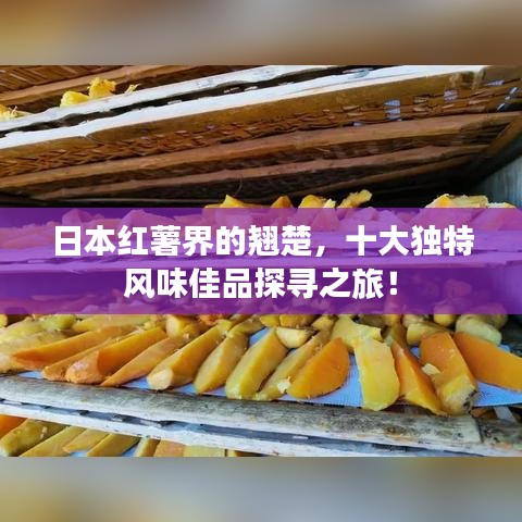 日本紅薯界的翹楚，十大獨特風味佳品探尋之旅！
