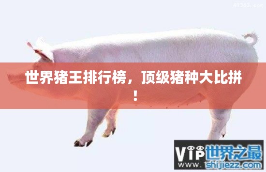 世界豬王排行榜,頂級豬種大比拼!