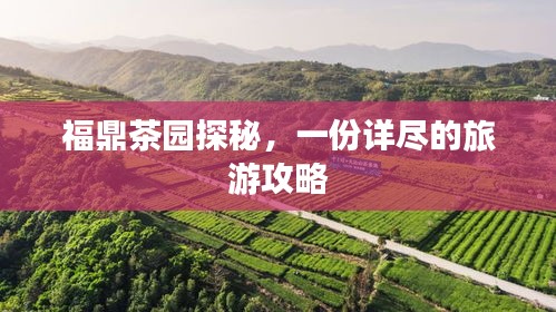福鼎茶園探秘,一份詳盡的旅游攻略