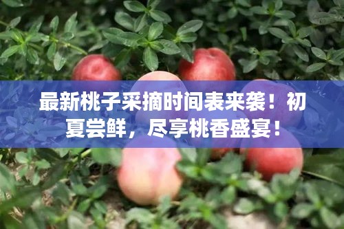 最新桃子采摘時間表來襲！初夏嘗鮮，盡享桃香盛宴！