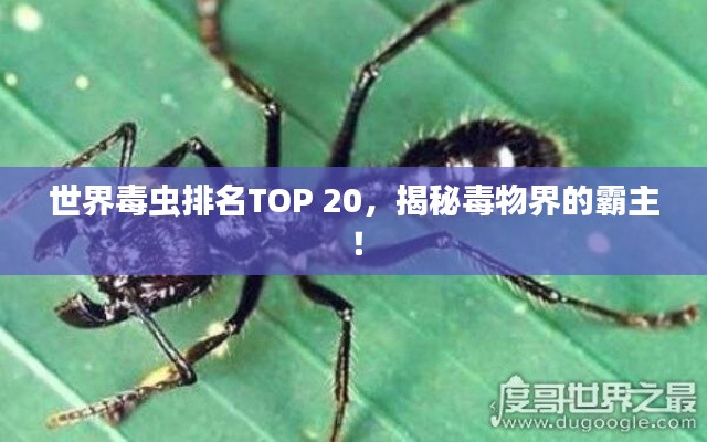世界毒蟲排名TOP 20，揭秘毒物界的霸主！