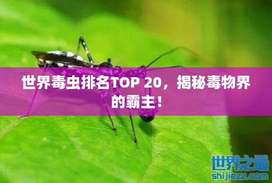 世界毒蟲排名TOP 20,揭秘毒物界的霸主!