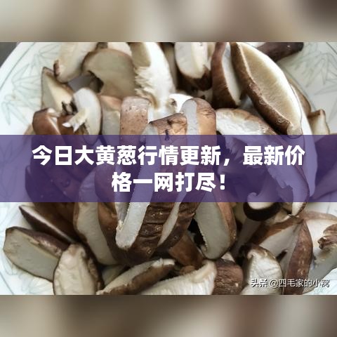 今日大黃蔥行情更新，最新價(jià)格一網(wǎng)打盡！