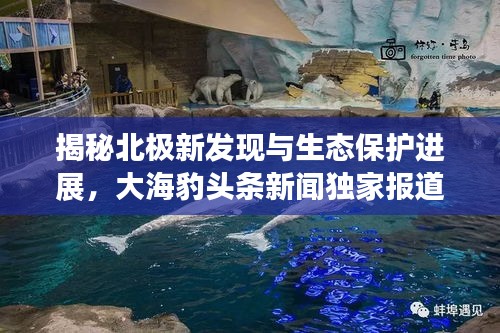 揭秘北極新發(fā)現(xiàn)與生態(tài)保護進展，大海豹頭條新聞獨家報道