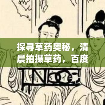 探尋草藥奧秘，清晨拍攝草藥，百度帶你領(lǐng)略自然之美！