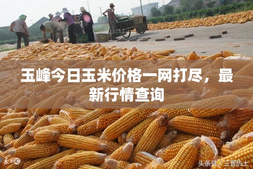 玉峰今日玉米價格一網打盡,最新行情查詢