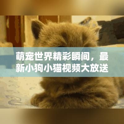萌寵世界精彩瞬間，最新小狗小貓視頻大放送！