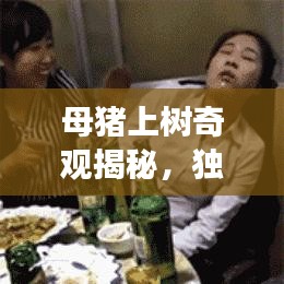 母豬上樹奇觀揭秘,獨家旅游攻略,帶你探秘獨特體驗!