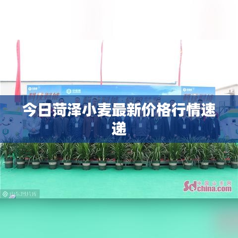 今日菏澤小麥最新價格行情速遞