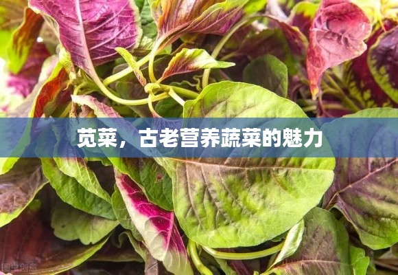 莧菜,古老營養(yǎng)蔬菜的魅力