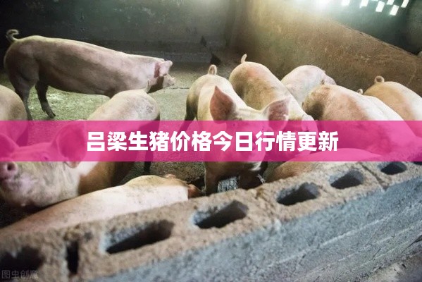 呂梁生豬價格今日行情更新