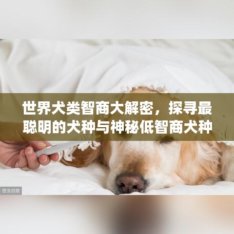 世界犬類智商大解密,探尋最聰明的犬種與神秘低智商犬種之謎!