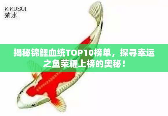 揭秘錦鯉血統(tǒng)TOP10榜單,探尋幸運(yùn)之魚榮耀上榜的奧秘!