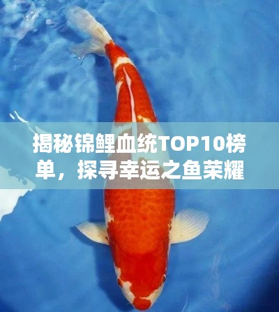 揭秘錦鯉血統TOP10榜單,探尋幸運之魚榮耀上榜的奧秘!