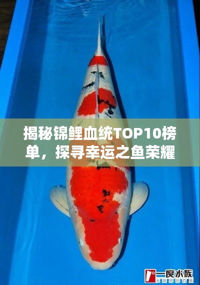 揭秘錦鯉血統(tǒng)TOP10榜單,探尋幸運(yùn)之魚榮耀上榜的奧秘!