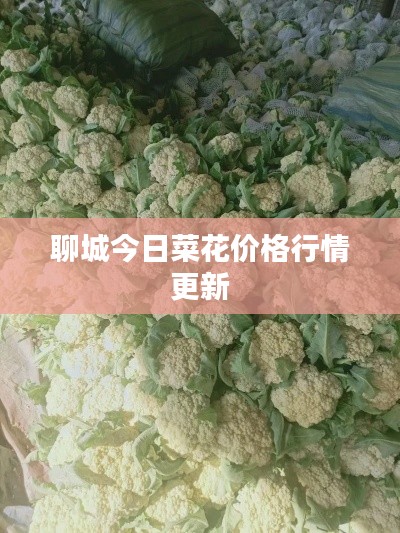 聊城今日菜花價格行情更新
