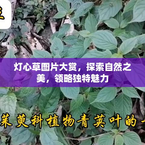 燈心草圖片大賞,探索自然之美,領(lǐng)略獨特魅力
