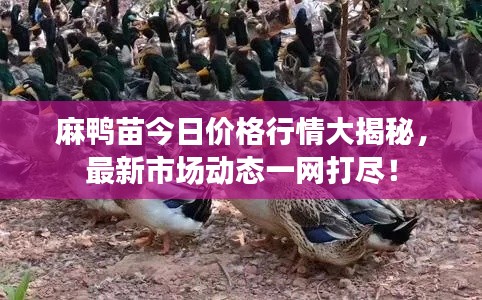 麻鴨苗今日價格行情大揭秘，最新市場動態(tài)一網(wǎng)打盡！