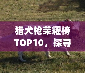 獵犬槍榮耀榜TOP10,探尋最強(qiáng)武器的震撼排名!