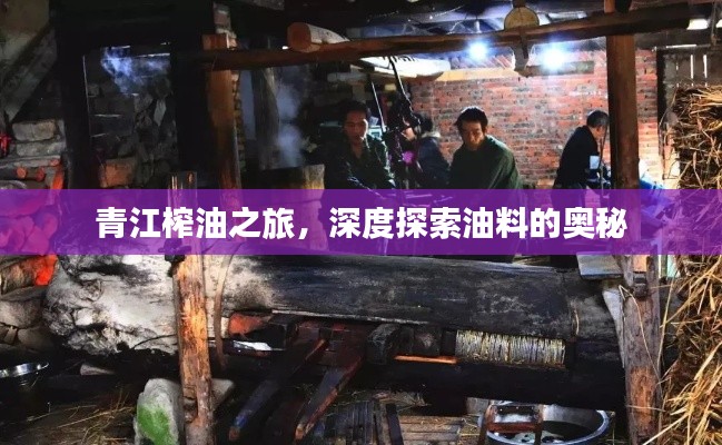 青江榨油之旅,深度探索油料的奧秘