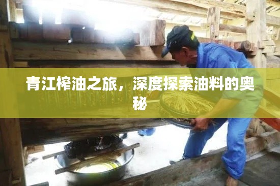 青江榨油之旅,深度探索油料的奧秘