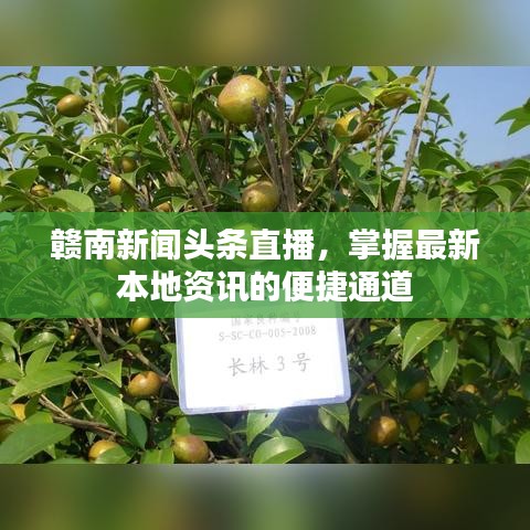 贛南新聞頭條直播,掌握最新本地資訊的便捷通道