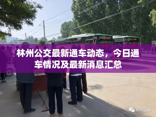 林州公交最新通車動態，今日通車情況及最新消息匯總