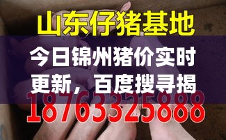 今日錦州豬價實時更新,百度搜尋揭示最新市場動態