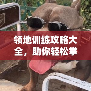 領地訓練攻略大全，助你輕松掌握最新訓練技巧！