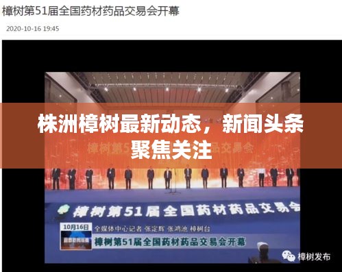 株洲樟樹最新動態，新聞頭條聚焦關注