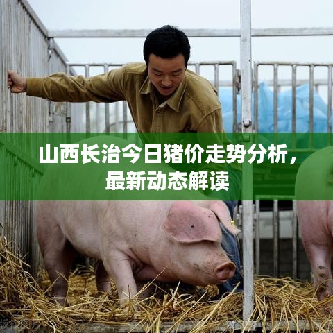 山西長治今日豬價(jià)走勢分析，最新動(dòng)態(tài)解讀