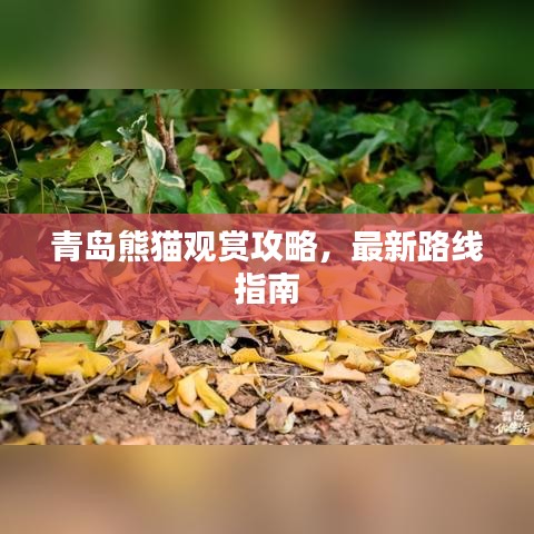 青島熊貓觀賞攻略,最新路線指南