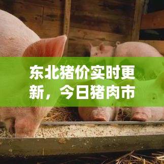 東北豬價(jià)實(shí)時(shí)更新,今日豬肉市場(chǎng)最新動(dòng)態(tài)分析