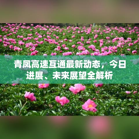 青鳳高速互通最新動態(tài),今日進展、未來展望全解析