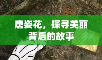 唐姿花,探尋美麗背后的故事