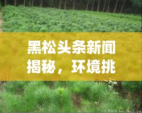 黑松頭條新聞揭秘,環(huán)境挑戰(zhàn)背后的故事