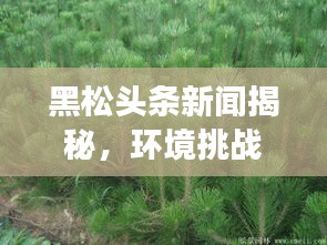黑松頭條新聞揭秘,環(huán)境挑戰(zhàn)背后的故事